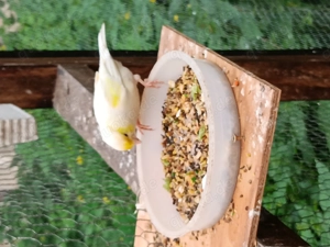 Gelb Mosaik Kanarien 