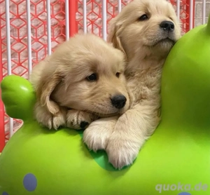 Golden Retriever welpen