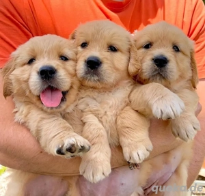 Golden Retriever welpen