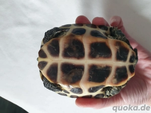 Chinesische Dreikielschildkröte 