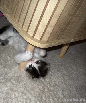 Perserkitten   Perser - Babykatze