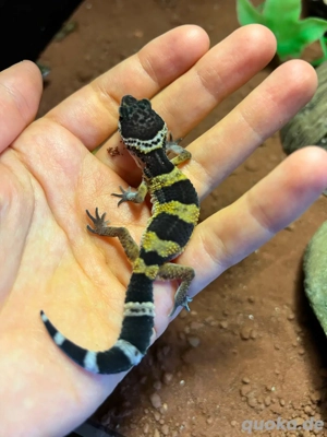 leopardgecko babys 