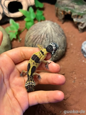 leopardgecko babys 