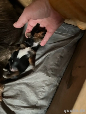    Wurf-Bekanntmachung: Süße Biewer Yorkshire Terrier Welpen sind da!