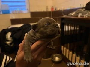    Zuckersüße Französische Bulldoggen-Welpen suchen ein liebevolles Zuhause!   