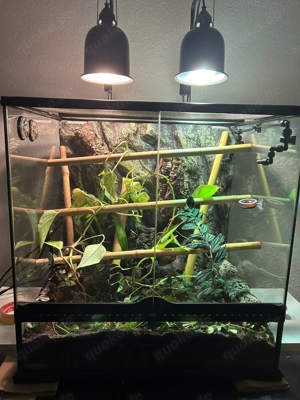 Gekko badenii (Goldgeckos) Verkauf