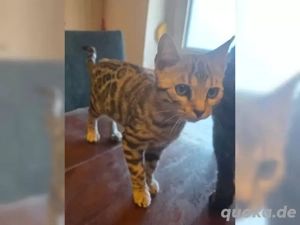 Wunderschöner kleinbleibender Maltipoo Bübchen