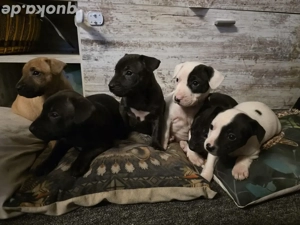 Mini Bullfrench Abgabe bereit 