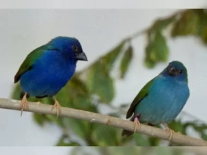 Forbes Papageiamadinen