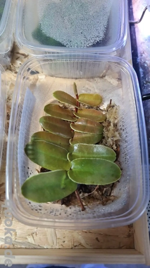 Marcgravia sintenisii