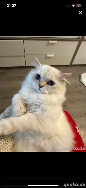 BLH Katze Reinrassig