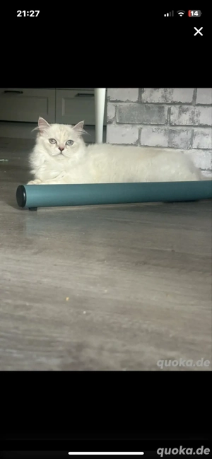 Reinrassige BLH Katze 