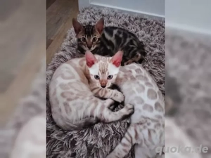 Abgabebereit Nur noch 1 Snow Lynx Bengal mit Stammbaum