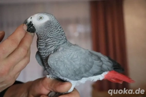 Kongo Graupapgei Henne sucht ein liebes Zuhause ist Handzarm 