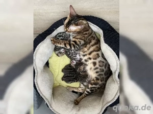 Reinrassige Bengalkatze mit Stammbaum sucht neues Zuhause