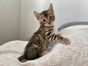 Bengal-Kitten abzugeben - gesund, verspiel, familienaufgewachsen