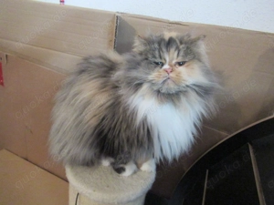 Bildhübsche Perserkatze zu verkaufen