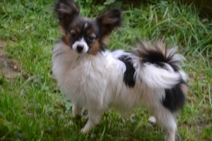 Papillon Welpen