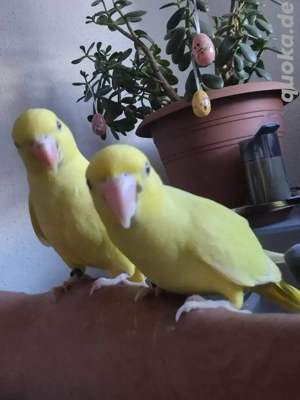 Halsbandsittich zahm