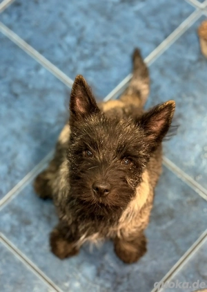 Schöner Cairn Terrier Welpe