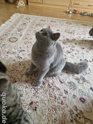 Dringen! Verschmuster junge Mit Stammbaum 