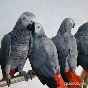 Freundlicher Graupapagei zu verkaufen 