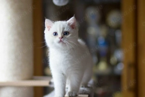  Wunderschönes golden Point BKH Mädchen 