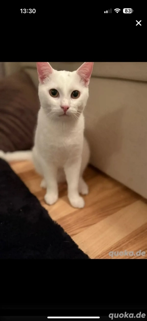 junge katzen suchen ein liebevolles zuhause 