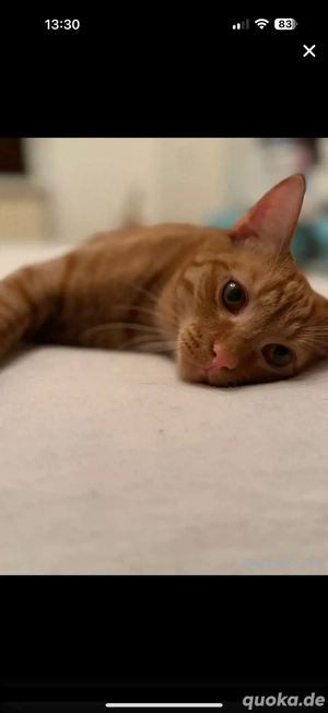 junge katzen suchen ein liebevolles zuhause 