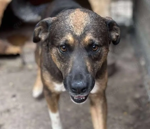 BRUNO - wo darf er glücklich werden? (wartet in Rumänien)