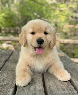 Entzückende Golden-Retriever-Welpen suchen ein neues Zuhause