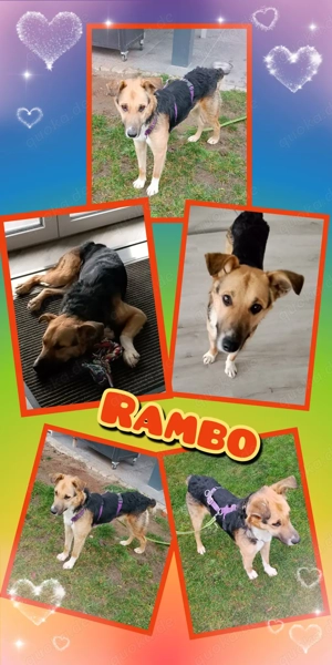 Rambo- sanfte Seele sucht tolle Familie!