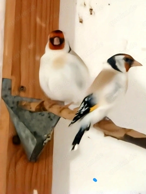 Stieglitz Major, Kanarien Rotmosaik