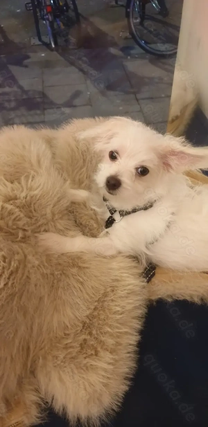 Chihuahua Welpe in München zu verkaufen