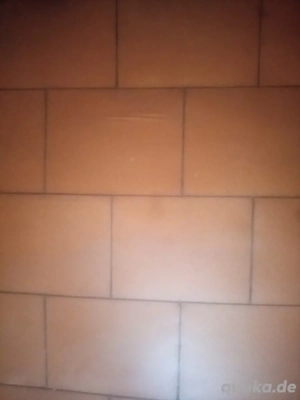 Einjähriger Rottweiler-Rüde.