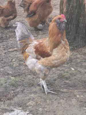 Hähne mit Buntlegergenen 