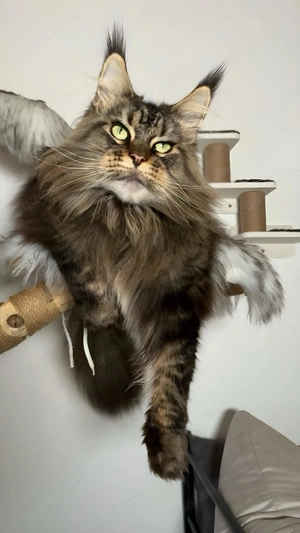 Wunderschöne Maine Coon Katze aus einer professionellen Zucht!