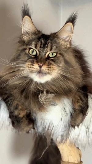 Wunderschöne Maine Coon Katze aus einer professionellen Zucht!