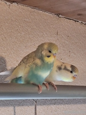 nestjunge Wellensittiche abzugeben