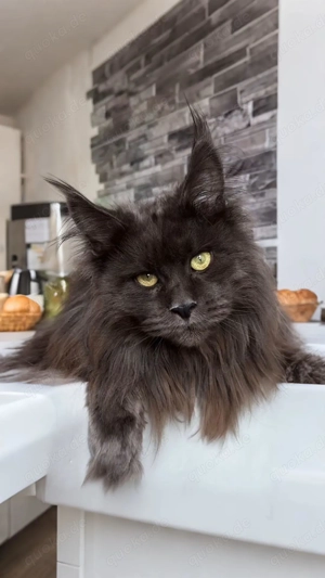 Maine Coon Katze