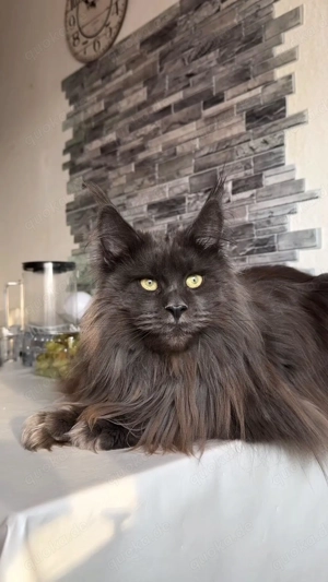 Maine Coon Katze