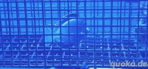 acanthurus japonicus 