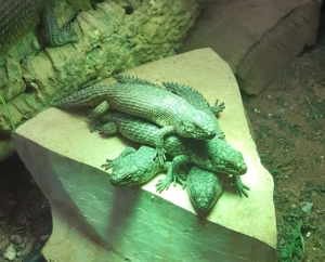 Australischer Stachelschwanzskink  E.stokesii