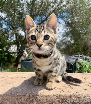 Bengalkätzchen abzugeben WhatsApp  (15510055069)