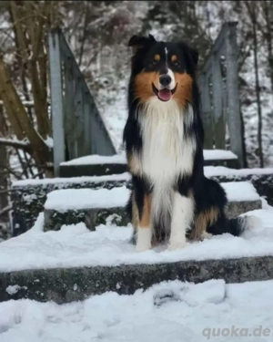 Deckrüde Australian Shepherd o.P. red factored