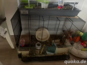 Goldhamster mit Käfig zu verschenken