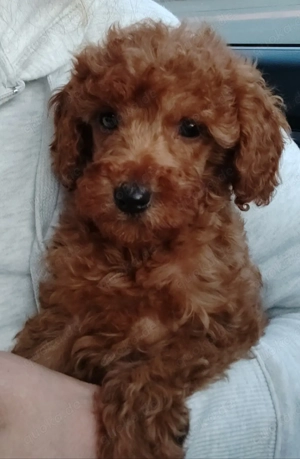 Kleinpudel in Red mit Ahnentafel 