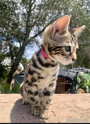 Bengalkätzchen WhatsApp: (15510055069)