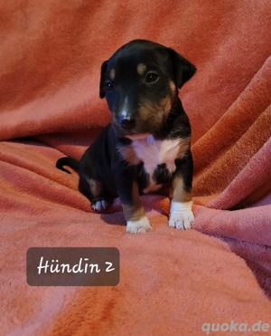 Miniatur Bullterrier Mix Welpen 