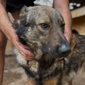 WOLFIE - Traumzuhause gesucht (wartet in Rumänien)